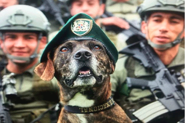 caninos-de-la-policia-nacional